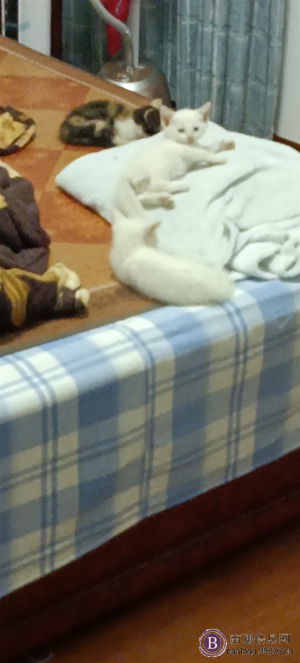 求领养猫猫
